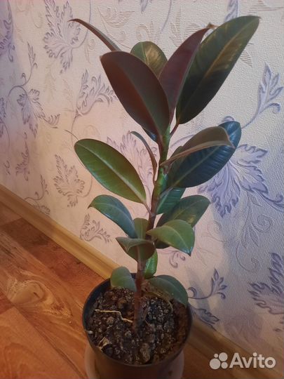 Фикус каучуконосный