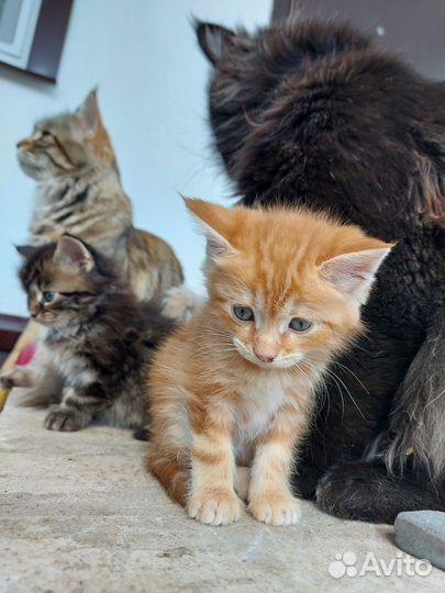 Котенок мальчик