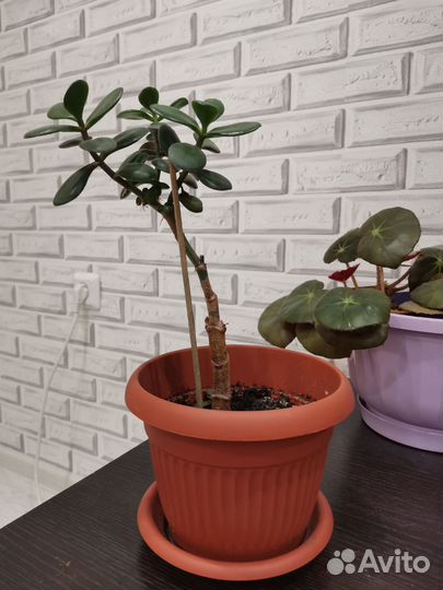 Красула толстянка