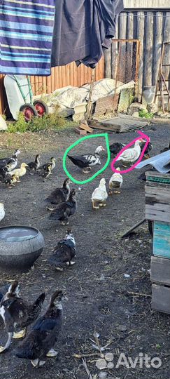 Готовы к продаже на племя 2 индоутки и селезень