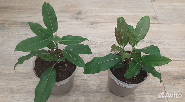 Фикусы 3