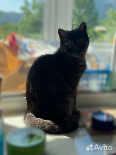 Шатланская прямоухая кошка