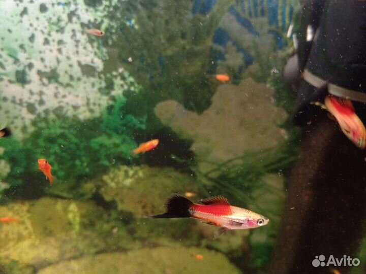 Меченосцы, улитка грунт, сомики Анцитрусы