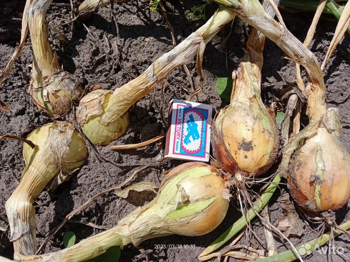 Березовский аристократ лук шалот