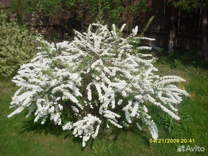 Декоративные растения для сада,гортензии