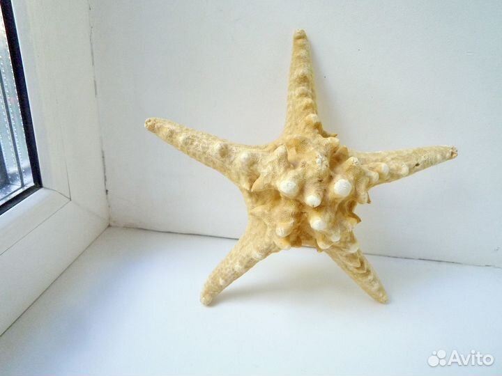 Звезда морская натуральная
