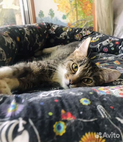 Ищет своих мам и пап малышка Песчанка