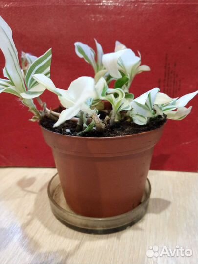 Комнатные цветы