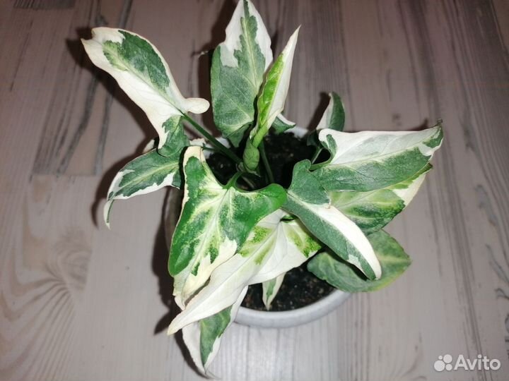 Сингониум Т25