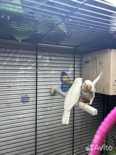 Зебровые амадины