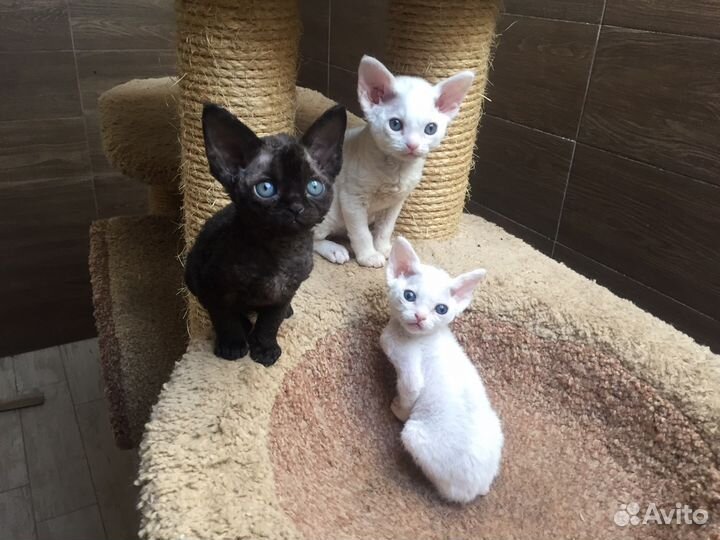 Девон рекс Инь и Ян