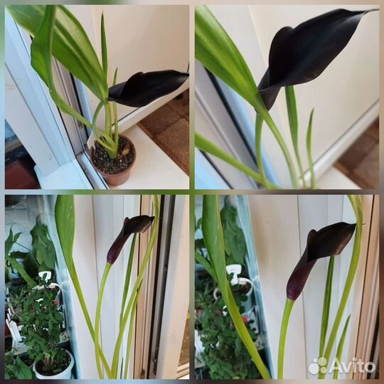 Луковичные растения