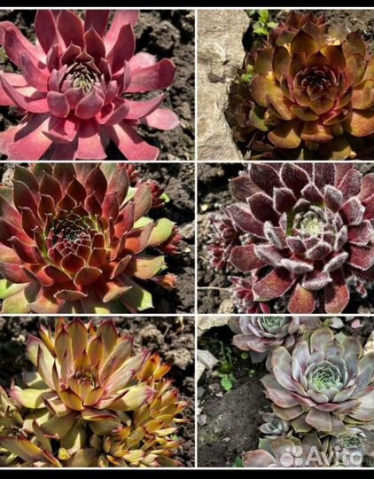 Каменные розы (молодило)