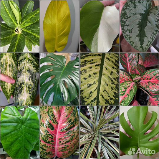 Декоративно-лиственное растение