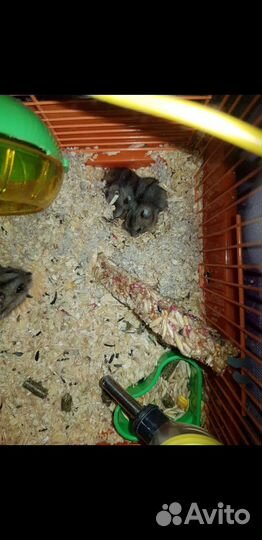 Продам 3-х французских серобрюхих хомячков