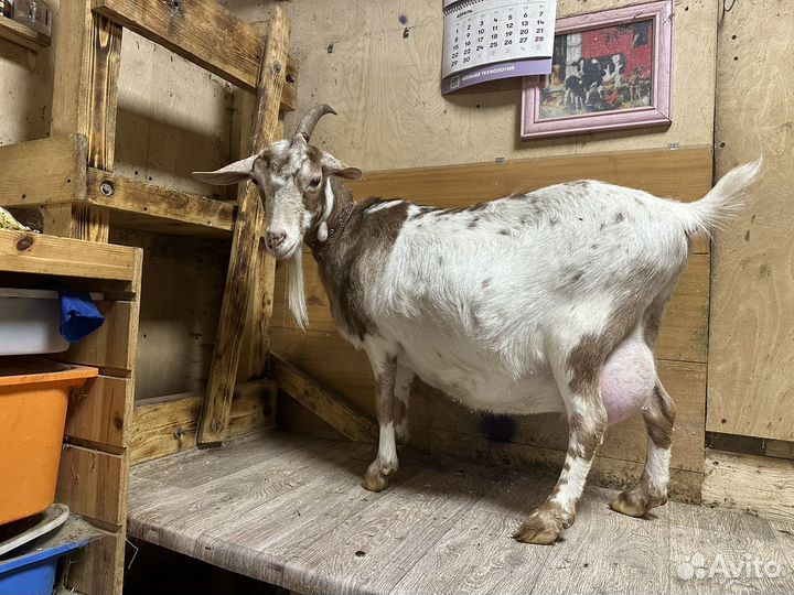 Козы козочки козлы Англо-нубийские камерунские