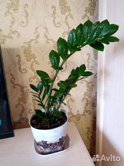 Замиокулькас (долларовое дерево)