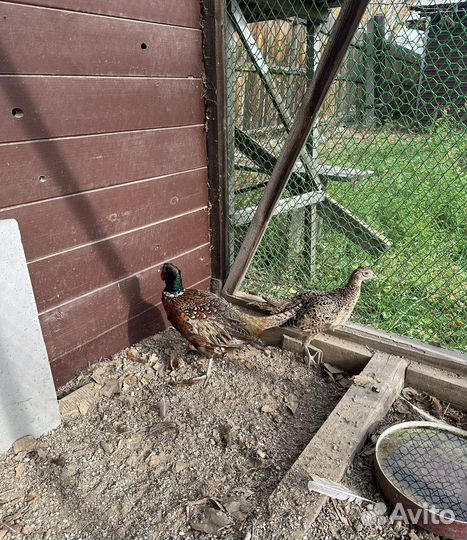 Молодые фазаны