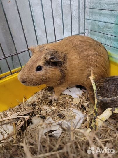 Морская свинка с клеткой бесплатно