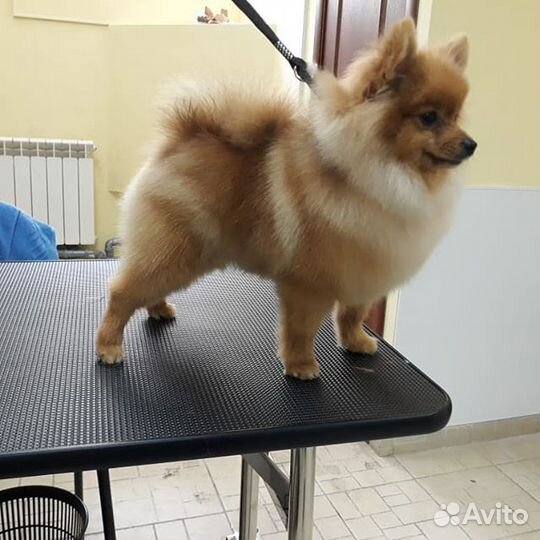 Cтрижка собак и кошек бесплатно в качестве модели