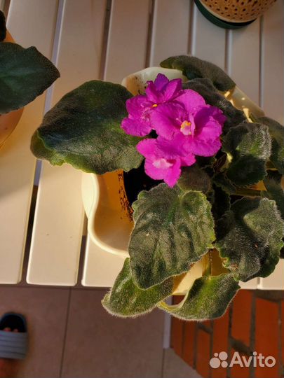 Фиалки кашпо горшки