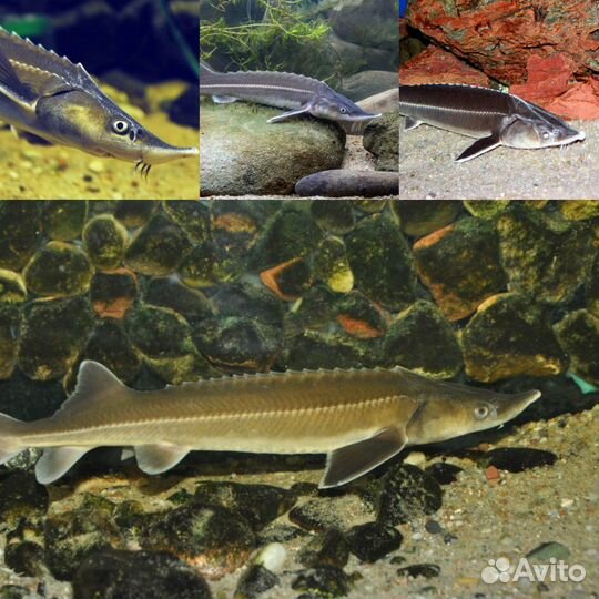 Кои для Вашего поруда