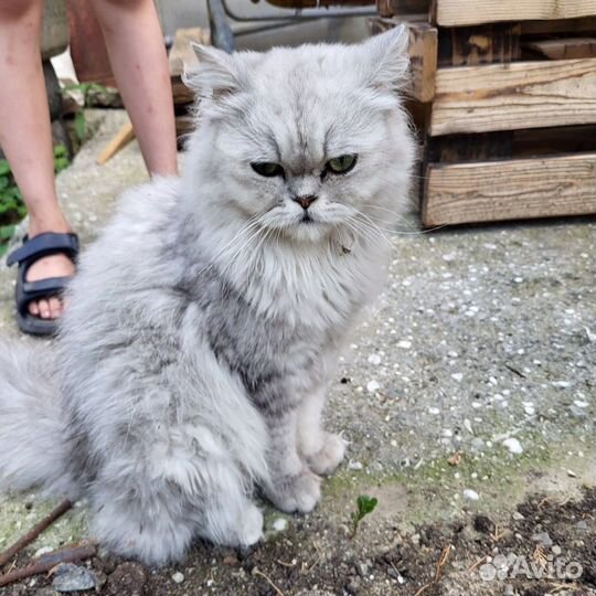 Персидская