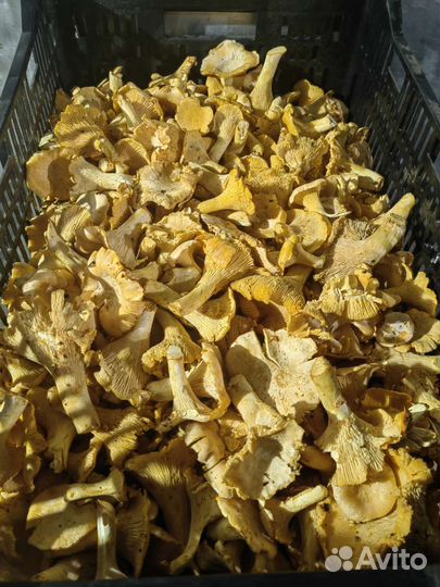 Продам грибы свежую Лисичку, маховик