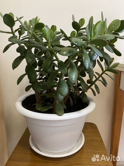 Толстянка (денежное дерево)