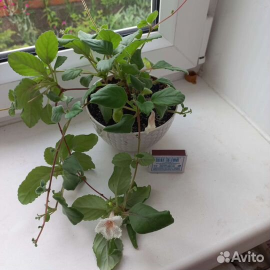 Альсобия, эписция, колерия, смитикодония,сини др