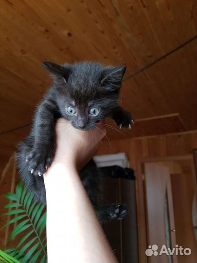 Сладкие масечки ждут маму