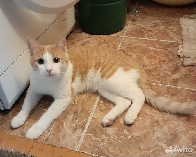 Молодой котик в добрые руки