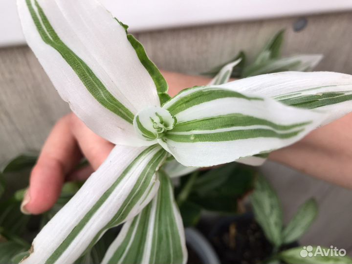 Традесканции