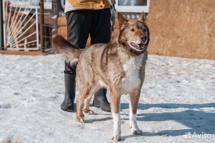 Каспер - дружелюбный пёс, взрослый и надёжный