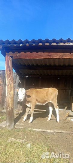 Продам теленка