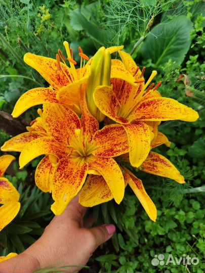 Лилия (продаю детки)