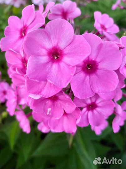 Ромашка Матрикария, хоста, флоксы