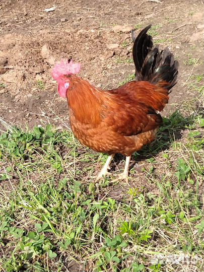 Молодые петухи