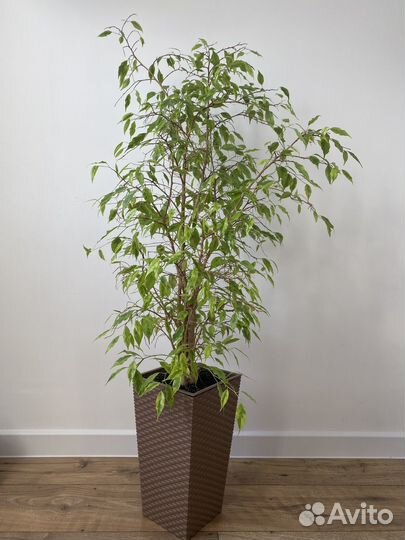 Фикус Бенджамина