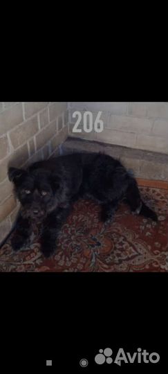 Спасите собак из Гомеля