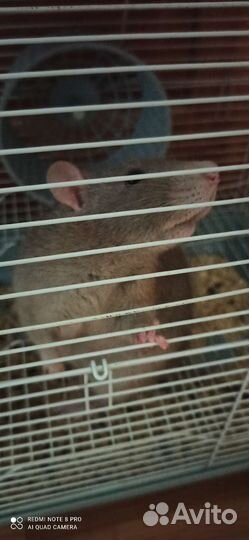 Декоративная крыса