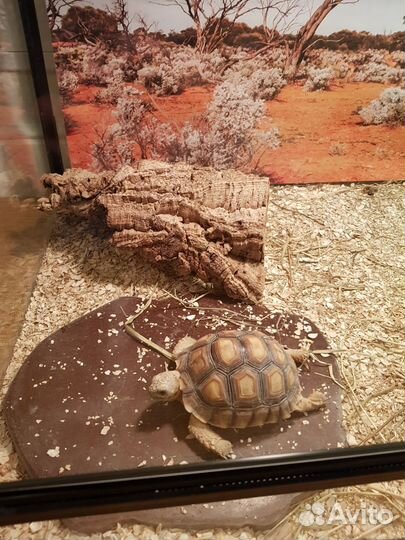 Передержка животных