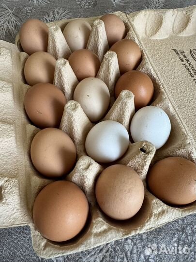 Яйца домашние