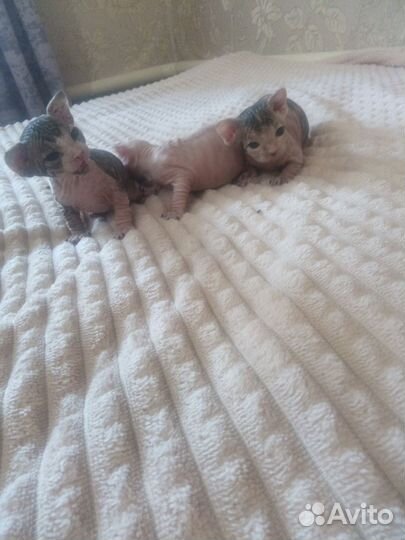 Канадский сфинкс