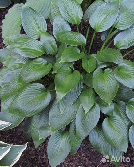 Хосты сортовые, многолетники