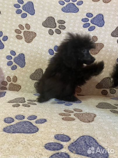 Мальчик тойка - 25тыс