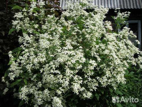 Саженцы многолетних цветов. Доставка бесплатно