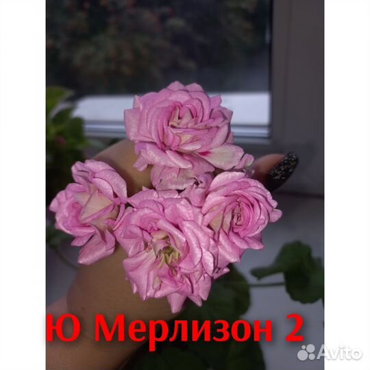 Пеларгонии сортовые