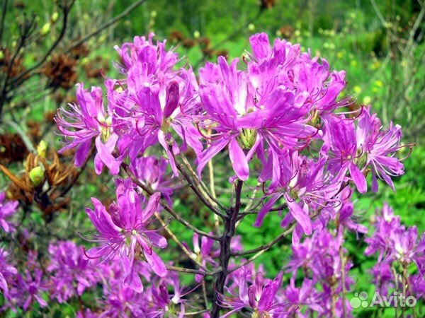 Рододендроны