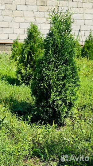 Туя смарагд